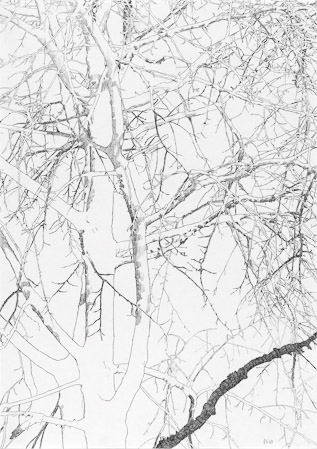 Entlaubter Baum, 1969, Bleistift auf Papier, 42 x 29,7 cm
